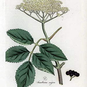 Large elderberry or black elderberry - Common black elder tree, Sambucus nigra. Handcoloured copperplate engraving from a botanical illustration by James Sowerby from William Woodville and Sir William Jackson Hooker's " Medical Botany