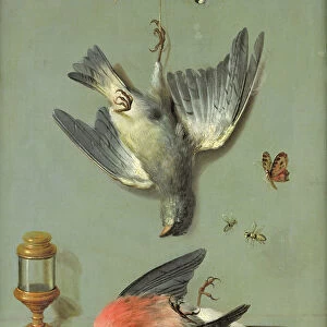 Still Life With Birds and Insects, 1713 (oil on canvas)