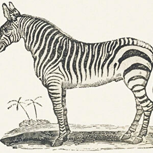 Zebra, 1850 (engraving)