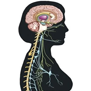 Human body showing autonomic nervous system and limbic system