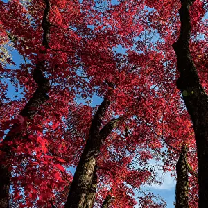 Autumn foliage of Momiji Japanese maple trees (Acer). Kyoto, Japan