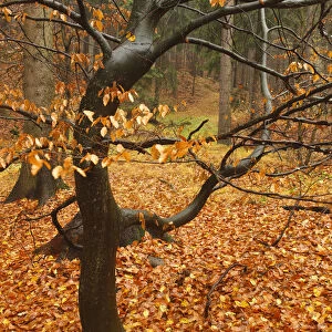 Almost bare trees in autumn, Rynartice, Ceske Svycarsko / Bohemian Switzerland National Park