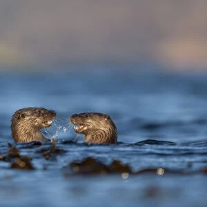 Two European river otters (Lutra lutra) play fighting in the water, Isle of Mull