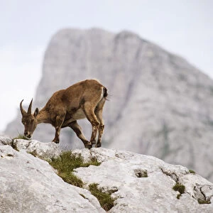 Ibex (Capra ibex) feeding, Triglav National Park, Julian Alps, Slovenia, July 2009
