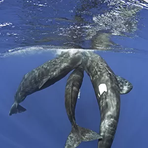 Three Sperm whales (Physeter macrocephalus) socialising under the surface, Dominica