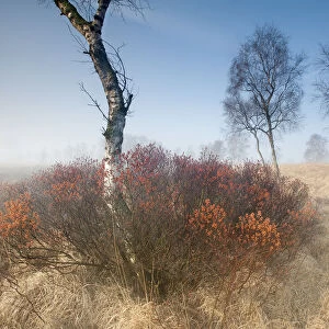 Sweetgale (Myrica gale) in mist with Birch tree. Groot Schietveld, Wuustwezel, Belgium