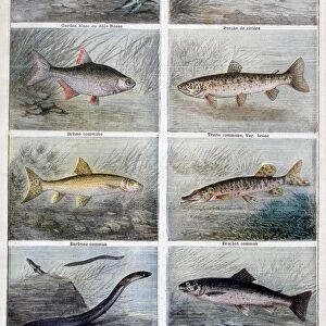 Freshwater fish, 1897. Artist: F Meaulle