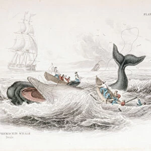 Harpooning a Sperm Whale, 1837. Artist: William Jardine