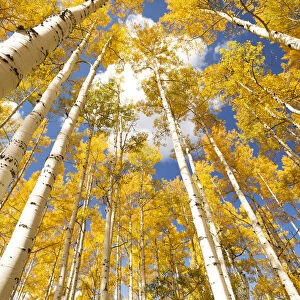 Golden autumn foliage on tall Aspen trees