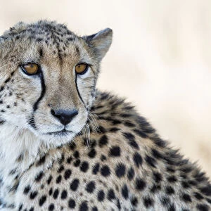 Cheetah (Acinonyx jubatus) portrait in close up, Tiger Canyons Game Reserve, Freestate