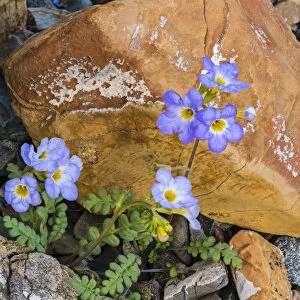 Fremonts Phacelia (Phacelia fremontii) flowers, Death Valley National Park