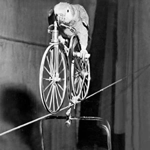 Lorchen the parrot takes the dove Heinz for a ride - on a tightrope and on a bicycle
