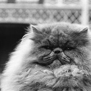 National Cat Club Championship at the Olympia. Blue Persian cat in the show