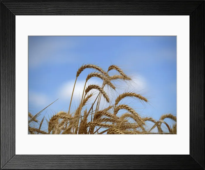 Framed Print : NSW HARVEST FEATURE