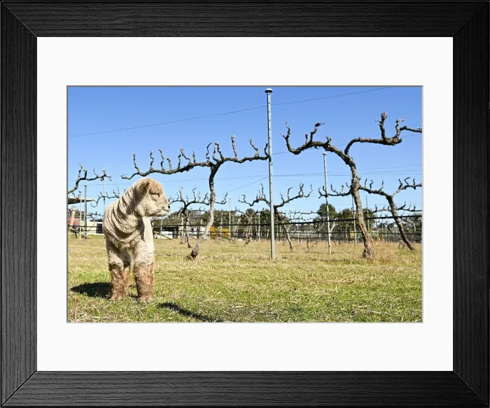 Framed Print : BABYDOLL SHEEP FEATURE