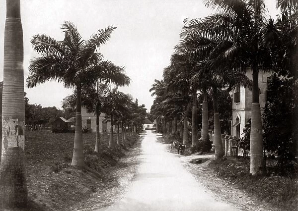Avenue of palms, Barbados, West Indies, circa 1900