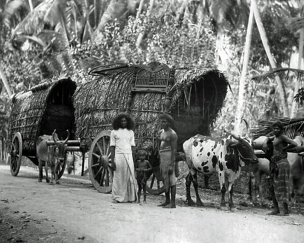 Bullock-drawn carts, Ceylon (Sri Lanka)