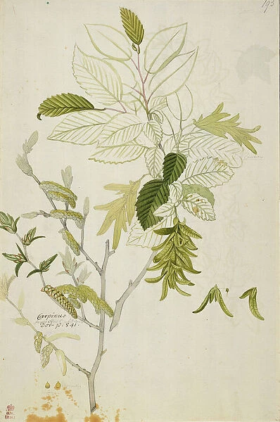 Carpinus betulus, hornbeam