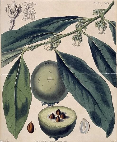 Diospyros sp. ebony tree