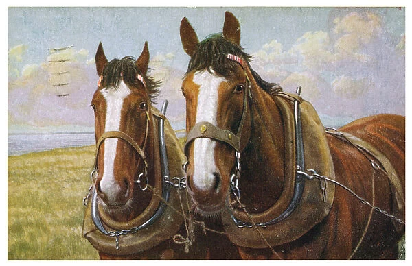 Farm Horses in Harness