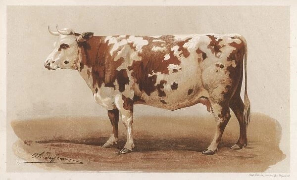 French Cow 1862