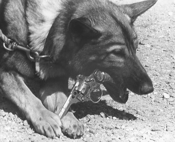 German Shepherd police dog with gun