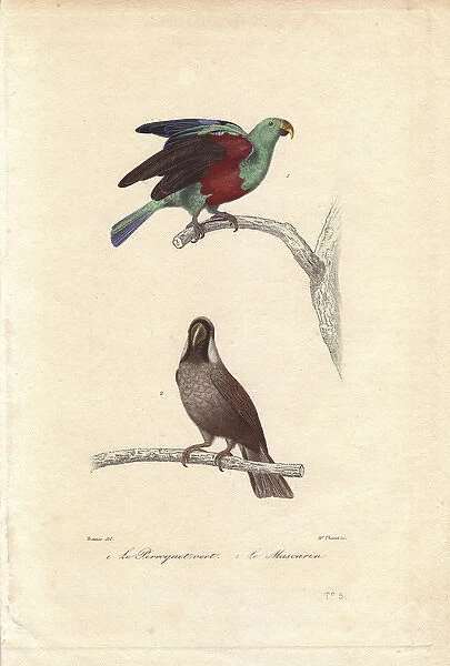 Green parrot, Psittacus viridis, and extinct