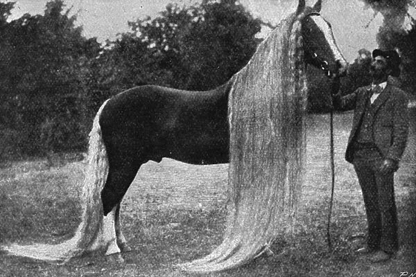 Horse with very long mane and tail, 1897