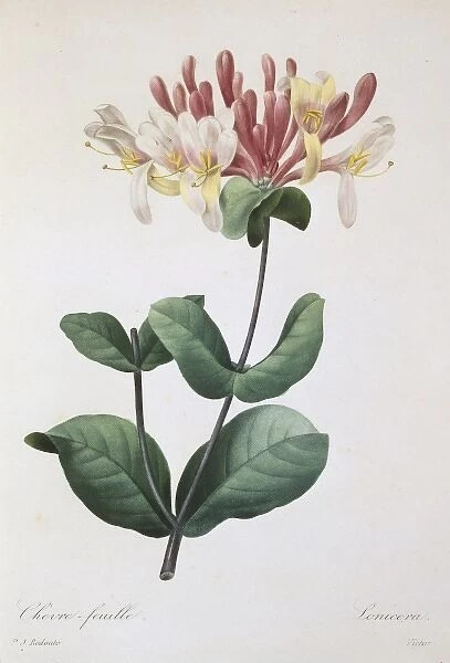 Lonicera caprifolium, honeysuckle