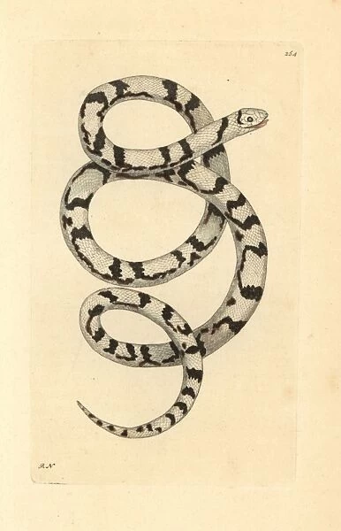 Milk snake, Lampropeltis triangulum