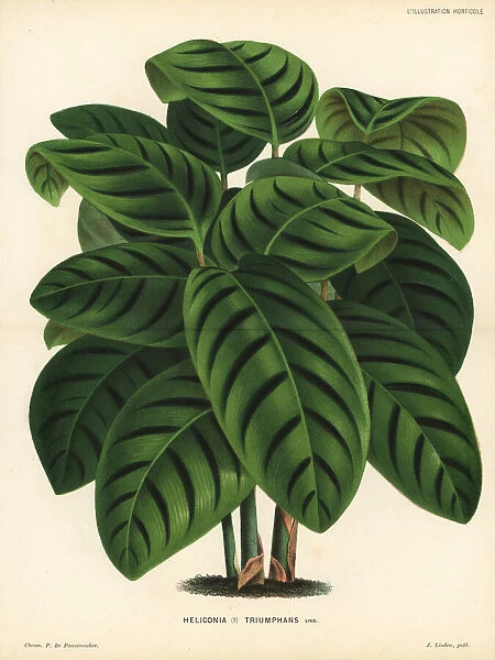 Phrynium villosulum foliage plant