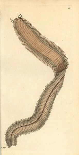 Phyllodoce lamelligera