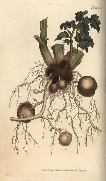 Roots and tubers of the potato plant Solanum tuberosum