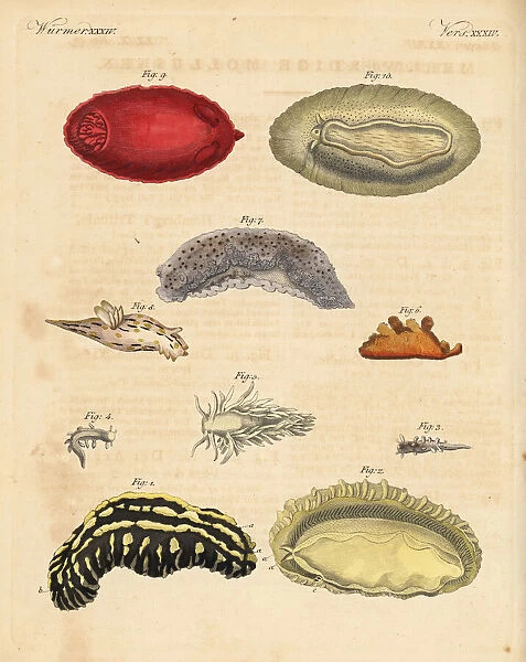 Sea slugs: Phyllidia varicosa 1, 2, Tergipes limacina 3