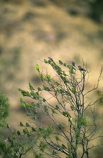 Budgerigar - Flock in tree - Far western New South Wales, Australia, Australia, introduced to southeastern United States JPF45810