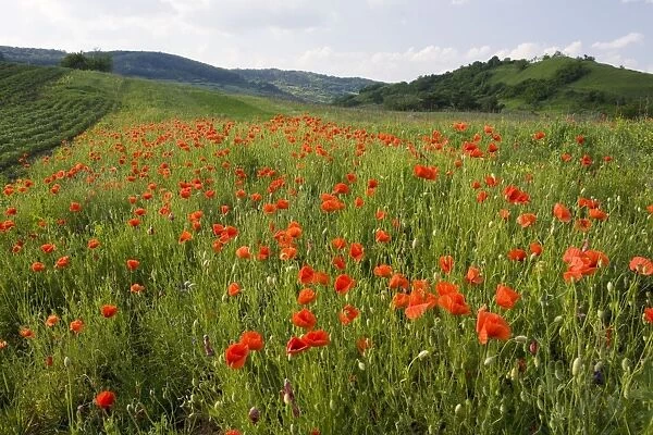 Field of common poppies - near Saschiz. Romania