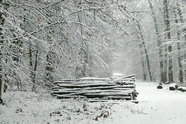 France - Compiegne Forest in snow, Oise