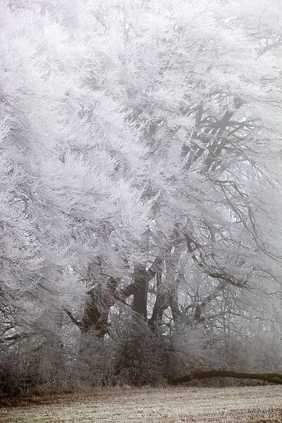 Frost on Beach Trees - winter - UK