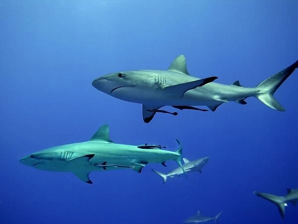 Grey Reef Sharks - Gathering off the North Horn, Osprey Reef, Coral Sea, Australia