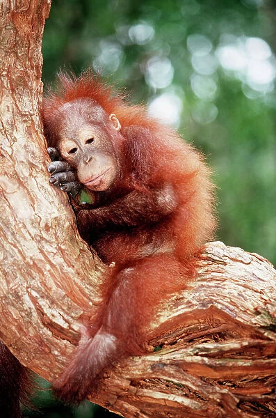 Orang-utan - young resting on tree. Borneo