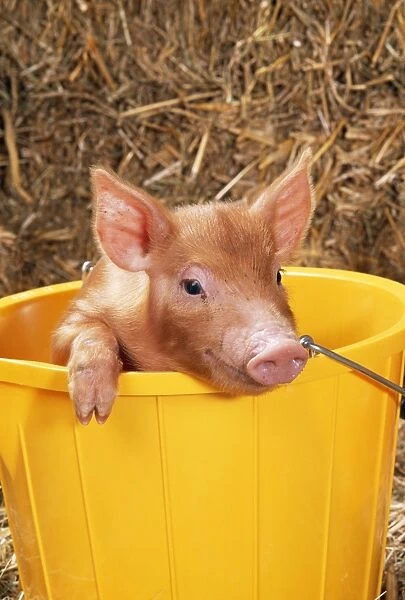 Tamworth Pig Piglet in bucket