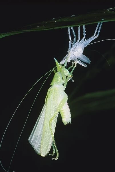 Bush cricket metamorphosis