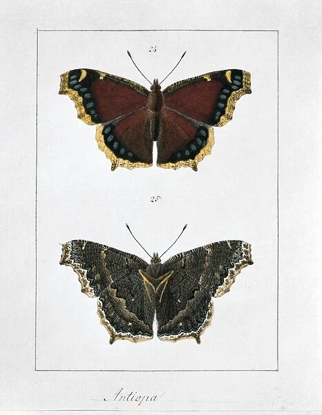 Camberwell beauty butterfly, artwork C016  /  5543