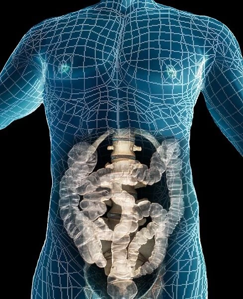 Healthy abdomen, 3D CT scan F006  /  9096