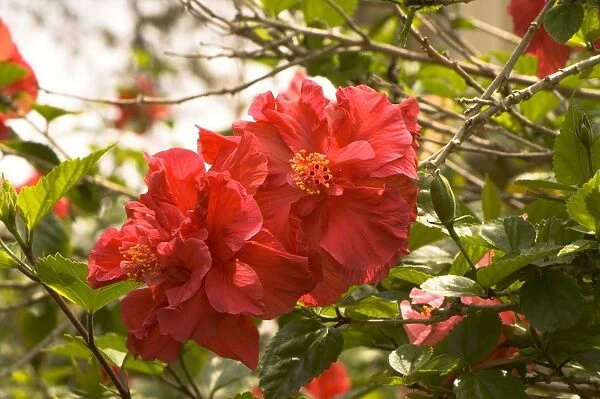 Hibiscus rosa-sinensis Double Red