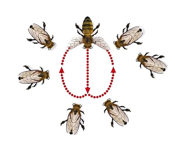 Honeybee dance, artwork C013  /  5936