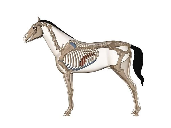 Horse anatomy, artwork