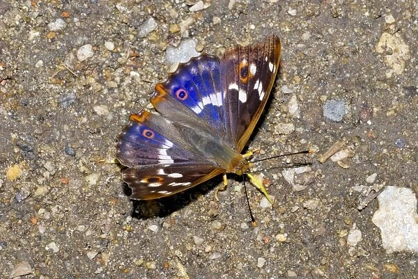 Lesser purple emperor butterfly