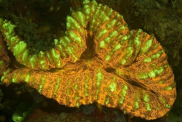 Lobophyllia coral fluorescing C018  /  9375