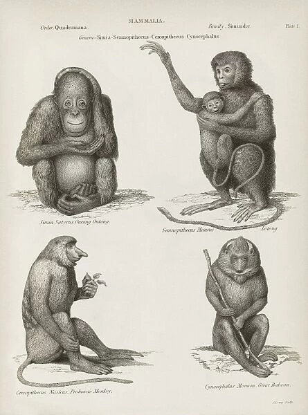 Primates, 19th century C015  /  6090